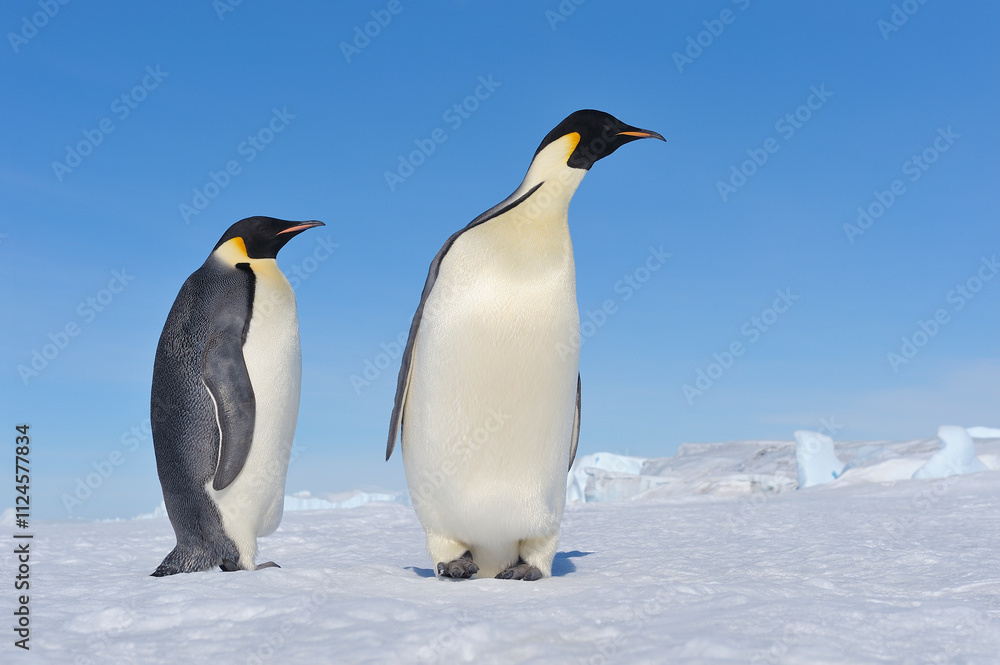 Two adult emperor penguins standing on Snow Hill Island in Antarctica. Two adult emperor penguins standing on Snow Hill Island in Antarctica.