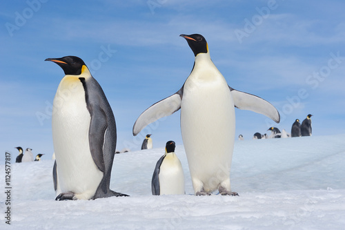 Group of emperor penguins spreading wings on Snow Hill Island, Antarctica. photo