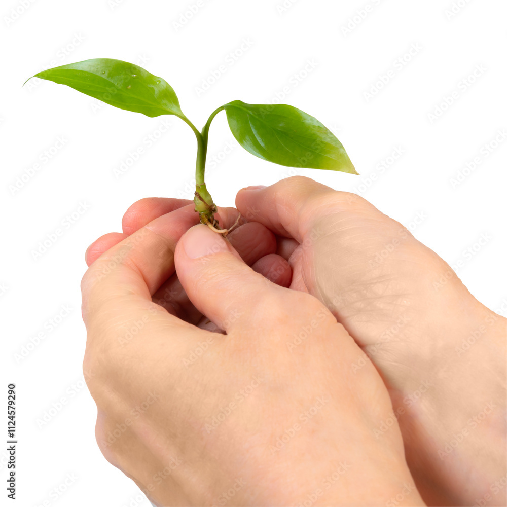 A person gently holding a small green plant with two leaves in their hand, symbolizing growth and nurturing in nature A person gently holding a small green plant with two leaves in their hand, symbolizing growth and nurturing in nature