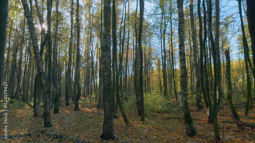 Autumn forest with a sun rays falling on a colorful leaves. Fall nature. Timelapse. Autumn forest with a sun rays falling on a colorful leaves. Fall nature. Timelapse.