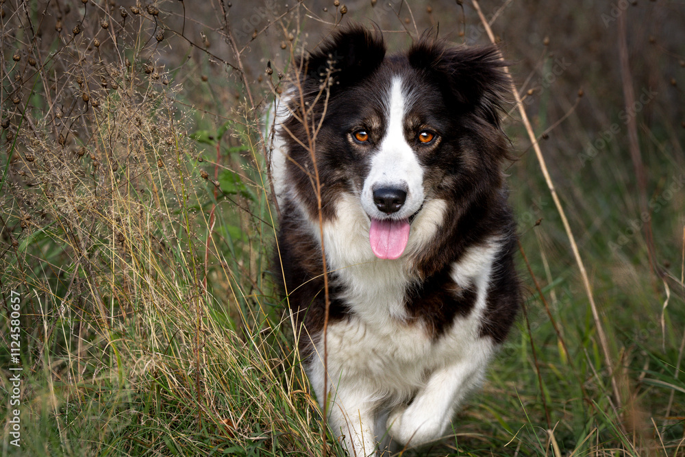 Australian Shepherd dog running in a grassy field Australian Shepherd dog running in a grassy field
