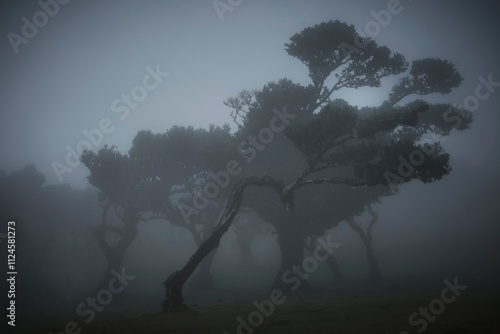 Moody forest scene with trees in dense fog at Fanal, Madeira, Portugal.