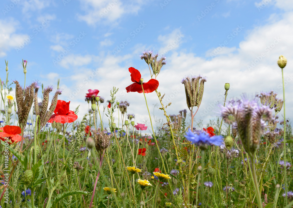 Colorful wildflowers in a summer meadow under a blue sky. Colorful wildflowers in a summer meadow under a blue sky.