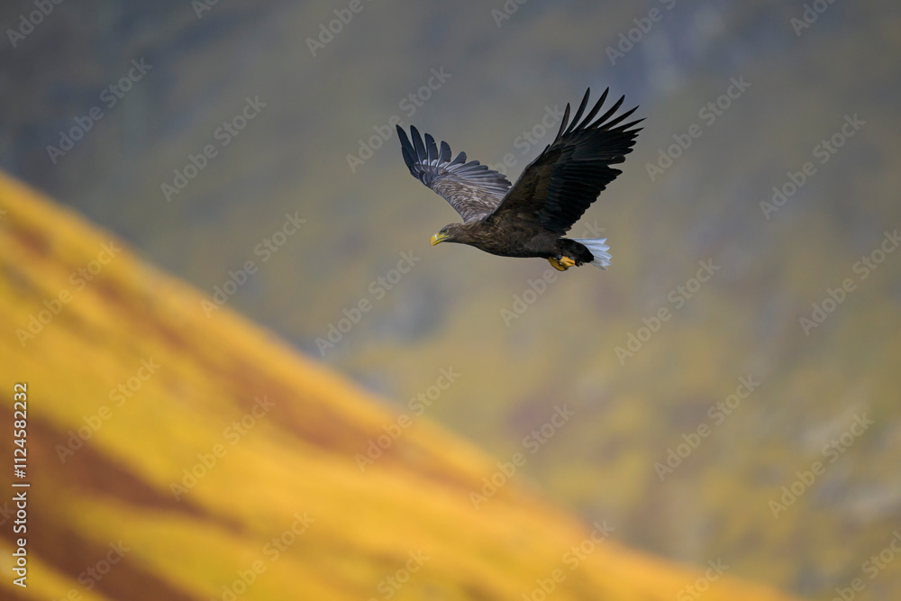 White-tailed eagle soaring over Scottish highlands White-tailed eagle soaring over Scottish highlands
