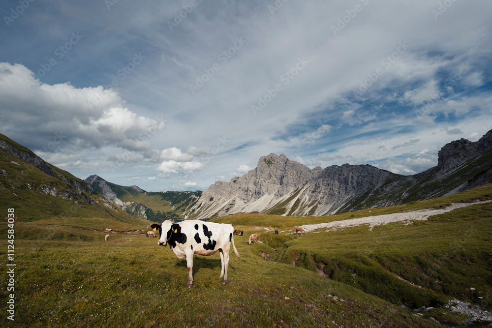 custom made wallpaper toronto digitalCows on high alpine meadow at Landsberger hut in Tyrol, Austria
