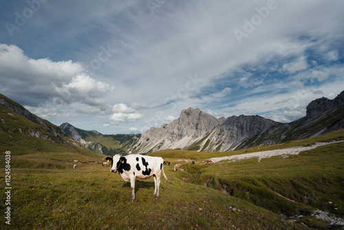 Wallpaper Mural Cows on high alpine meadow at Landsberger hut in Tyrol, Austria Torontodigital.ca