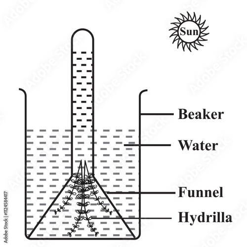 Hydrilla experiment. oxygen Is produced during photosynthesis in the presence of light
