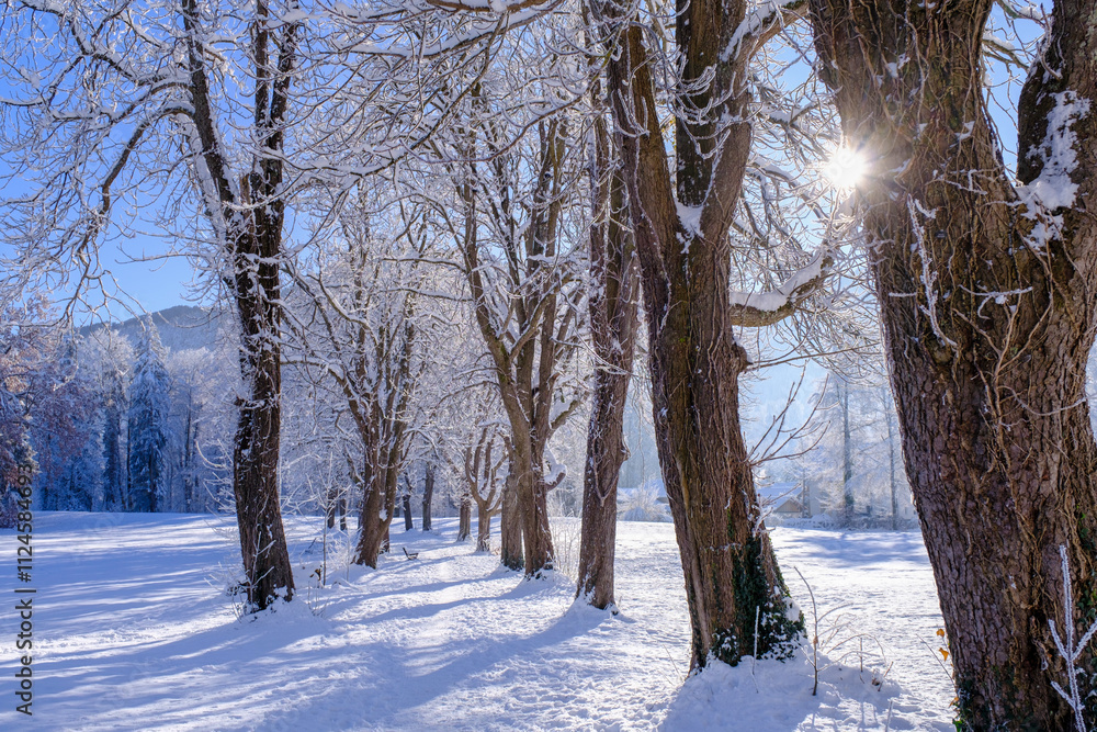 Snow-covered alley in winter with sunlight at Bad Heilbrunn Snow-covered alley in winter with sunlight at Bad Heilbrunn