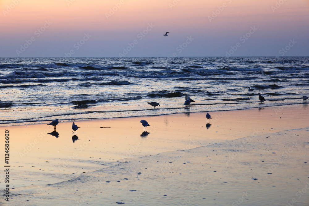 Sunrise at the beach of Usedom Island with seagulls in Mecklenburg-Vorpommern, Germany. Sunrise at the beach of Usedom Island with seagulls in Mecklenburg-Vorpommern, Germany.