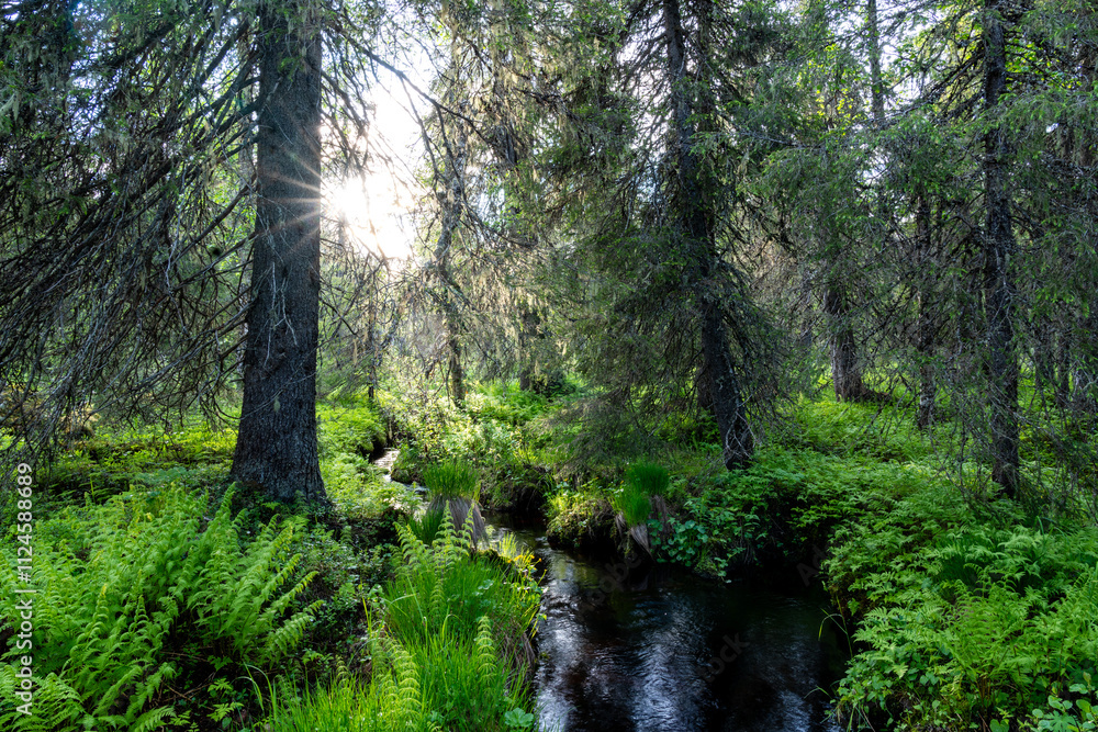 Small stream with dark water in a summertime old-growth forest in Riisitunturi National Park, Northern Finland Small stream with dark water in a summertime old-growth forest in Riisitunturi National Park, Northern Finland
