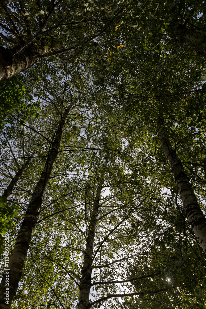 Obraz premium tall birches in sunny weather in early autumn