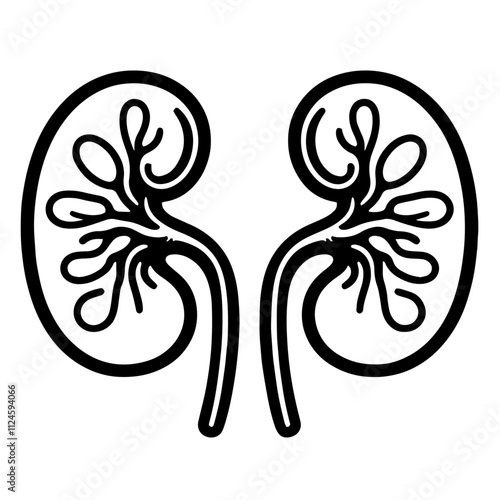 Diagram of Human Kidneys, illustration