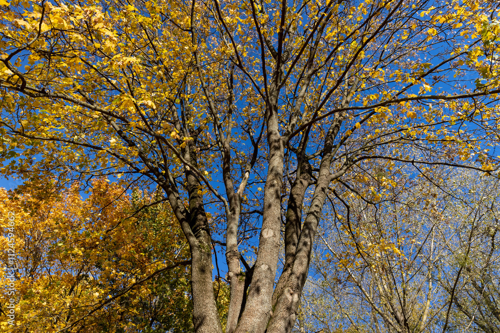 yellow maple foliage against a blue sky in sunny autumn weather yellow maple foliage against a blue sky in sunny autumn weather