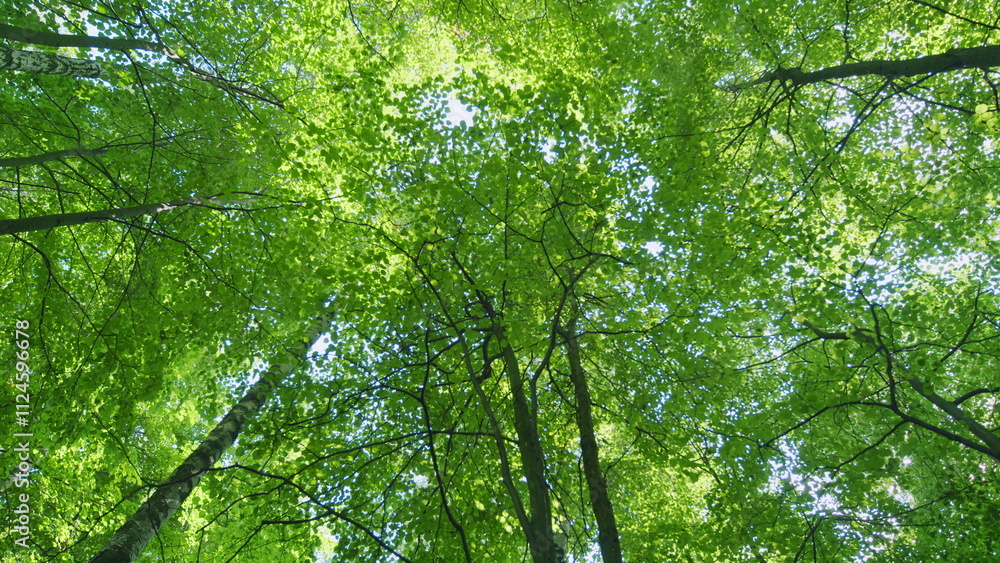 Fototapeta premium Summer sun rays shimmer. Forest at sunrise on a summers day with light flickering through leaves. Wide shot.