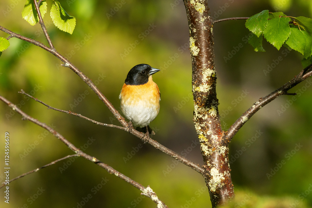 Colorful male Brambling perched on Birch during sunny summer evening in Riisitunturi National Park, Northern Finland Colorful male Brambling perched on Birch during sunny summer evening in Riisitunturi National Park, Northern Finland
