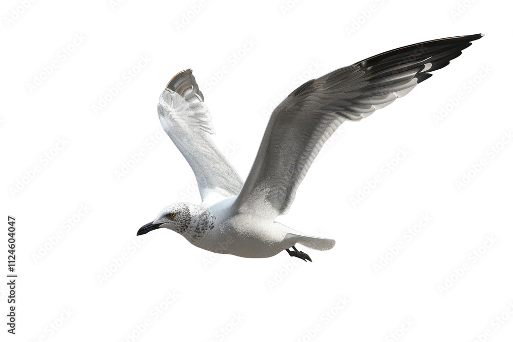 Fototapeta premium Majestic Gull in Flight Captured with Detailed Feathers Showcasing Freedom and Nature's Beauty