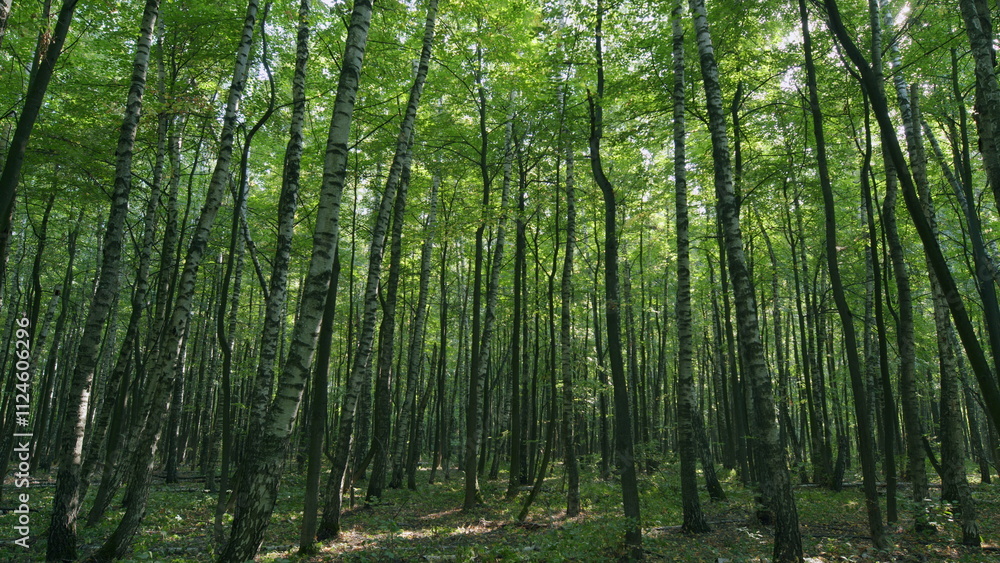 Beautiful natural summer morning in the forest. Sunny day in deciduous forest. Time lapse. Beautiful natural summer morning in the forest. Sunny day in deciduous forest. Time lapse.