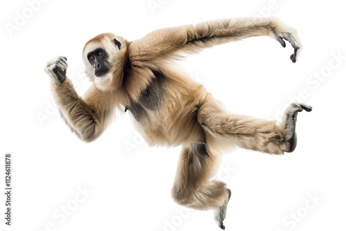 Captivating Hyperrealistic Gibbon Isolated on Pure White Background for Creative Projects and Educational Use photo