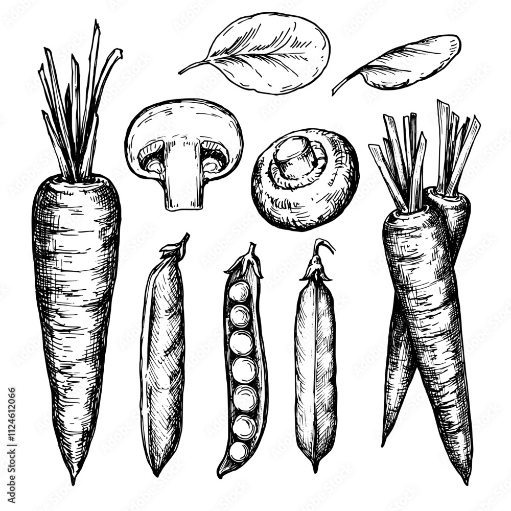 Vegetables sketch sketch ink graphic illustration, draft silhouette drawing, black on white line art. Botanical vintage etching food design.