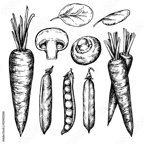Obraz na płótnie Vegetables sketch sketch ink graphic illustration, draft silhouette drawing, black on white line art. Botanical vintage etching food design. w salonie