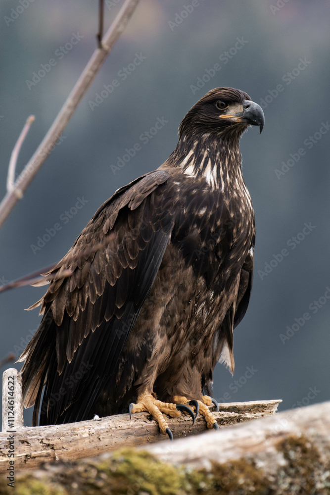 Juvenile bald eagle sitting on a tree branch Juvenile bald eagle sitting on a tree branch
