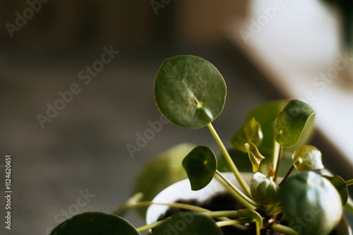 pilea plant  photo