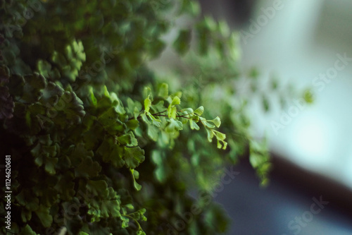 Fragrans fern plant (Adiantum raddianum)