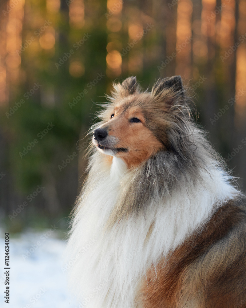 A Collie dog with long fur stands in a snowy forest, gazing into the distance. Its thick coat and alert posture contrast beautifully with the surrounding winter landscape. A Collie dog with long fur stands in a snowy forest, gazing into the distance. Its thick coat and alert posture contrast beautifully with the surrounding winter landscape.