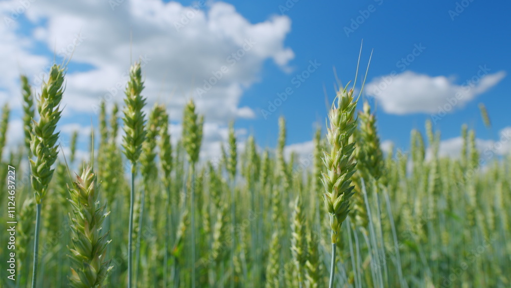 Golden green wheat ears field swaying in wind. Field of wheat. Agricultural business concept. Close up. Golden green wheat ears field swaying in wind. Field of wheat. Agricultural business concept. Close up.