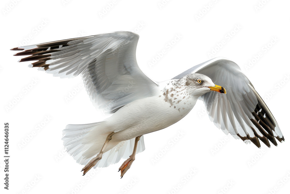 Realistic Image of a Gull Captured in Studio Lighting against a White Background Ideal for Commercial and Editorial Use