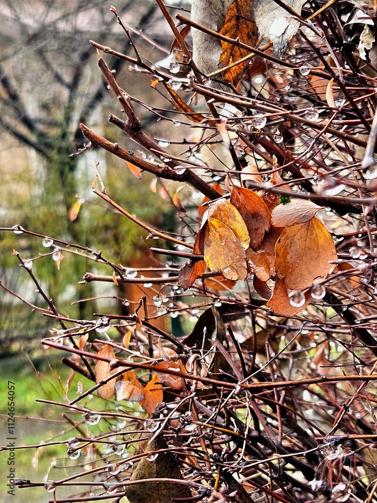 Photo of dry leaves on branches, view of autumn tree branches without foliage, beautiful botanical shot, natural wallpaper Photo of dry leaves on branches, view of autumn tree branches without foliage, beautiful botanical shot, natural wallpaper