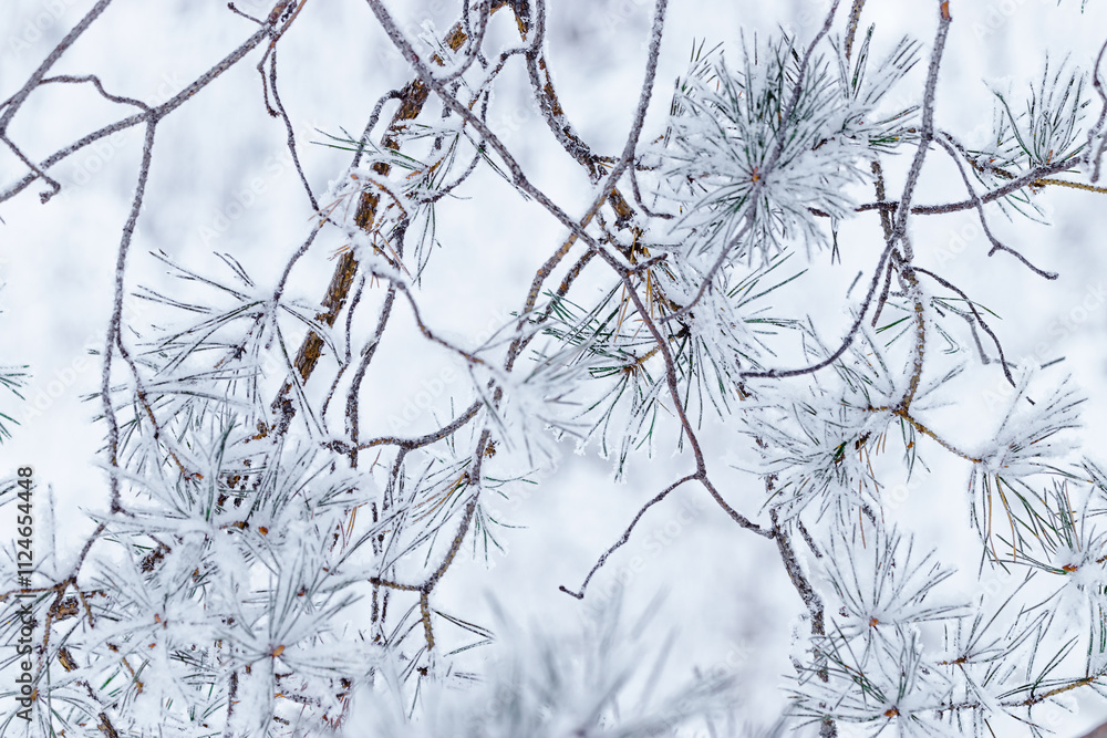Pine tree branches with snow in winter, Snow-Covered Fir Branch Close-Up with snowflakes, blue green gradient colored nature background, aesthetic wintry landscape, natural scene with soft, icy tone Pine tree branches with snow in winter, Snow-Covered Fir Branch Close-Up with snowflakes, blue green gradient colored nature background, aesthetic wintry landscape, natural scene with soft, icy tone