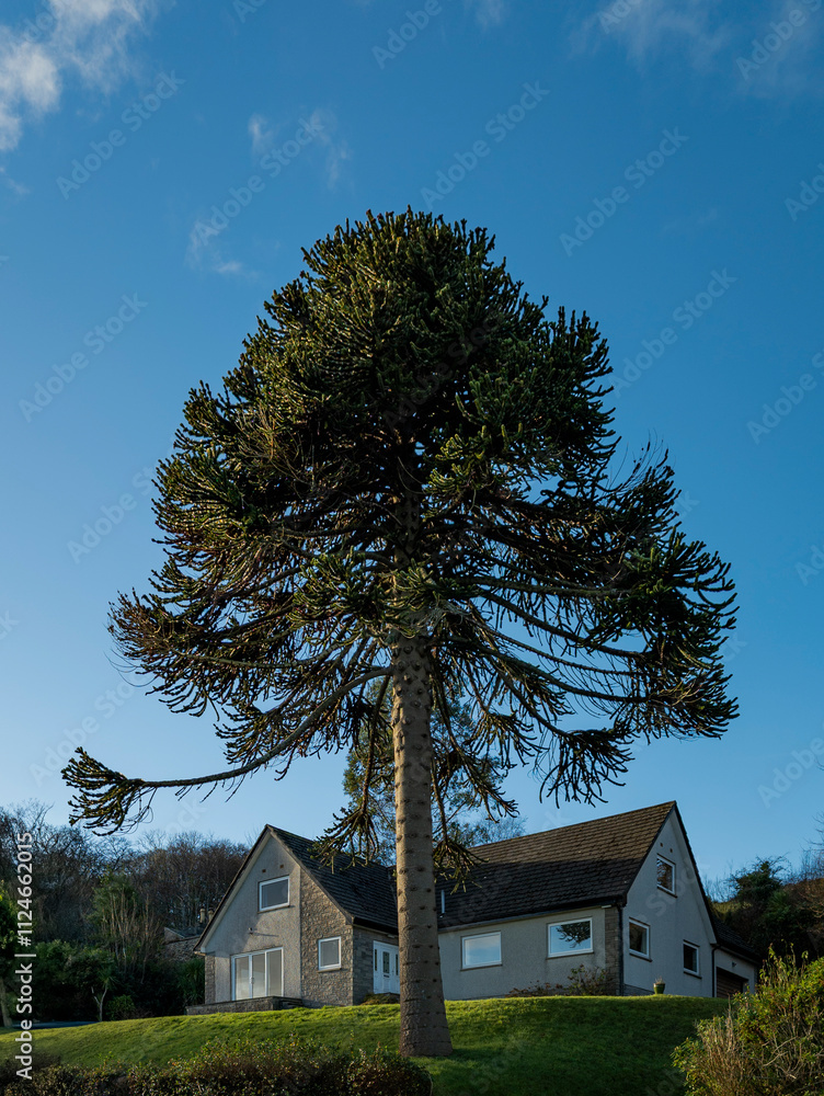 Monkey puzzle tree (Araucaria araucana) at Isle of Bute, Firth Of Clyde, Scotland, UK