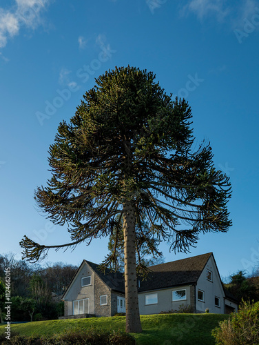 Obraz na płótnie Monkey puzzle tree (Araucaria araucana) at Isle of Bute, Firth Of Clyde, Scotland, UK w salonie