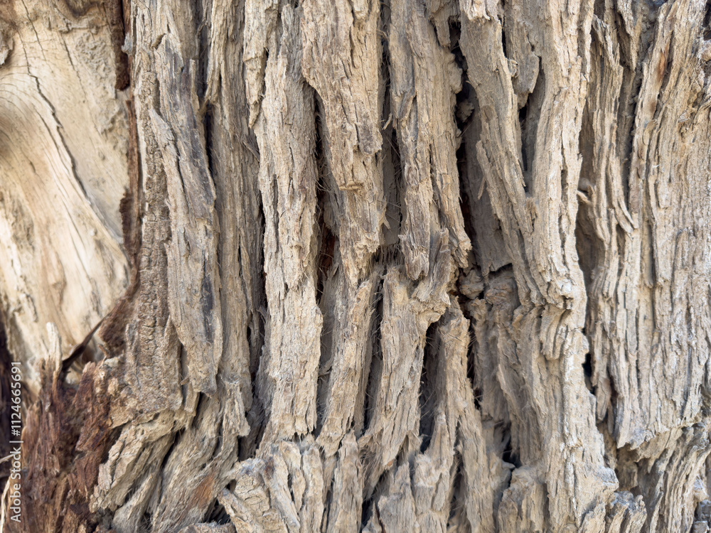 Close-up of old bark. Natural patterns and rough textures. Organic materials for environmentally friendly design projects that emphasize sustainability and carbon neutrality. Background of environment Close-up of old bark. Natural patterns and rough textures. Organic materials for environmentally friendly design projects that emphasize sustainability and carbon neutrality. Background of environment