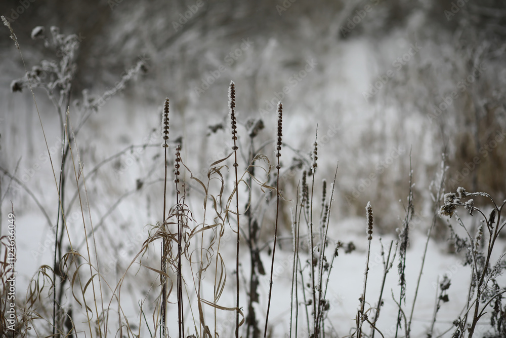 White snow on a bare tree branches on a frosty winter day, close up. Natural background. Selective botanical background. White snow on a bare tree branches on a frosty winter day, close up. Natural background. Selective botanical background.
