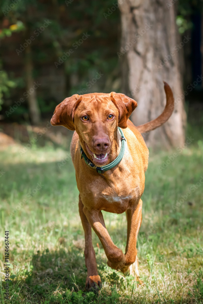 Sprizsla Vizsla in the Buttersteep Forest in Ascot on a run Sprizsla Vizsla in the Buttersteep Forest in Ascot on a run
