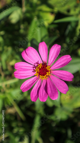 Stunning and elegant zinnia flower plants