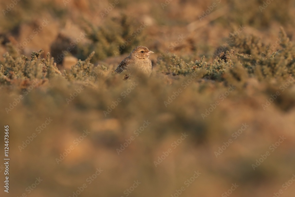 Small brown bird standing on the ground. Selective focus. Small brown bird standing on the ground. Selective focus.