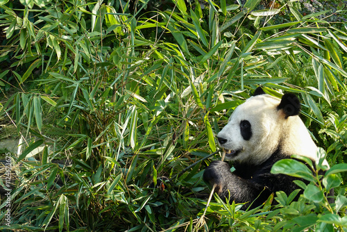 giant panda eating bamboo photo