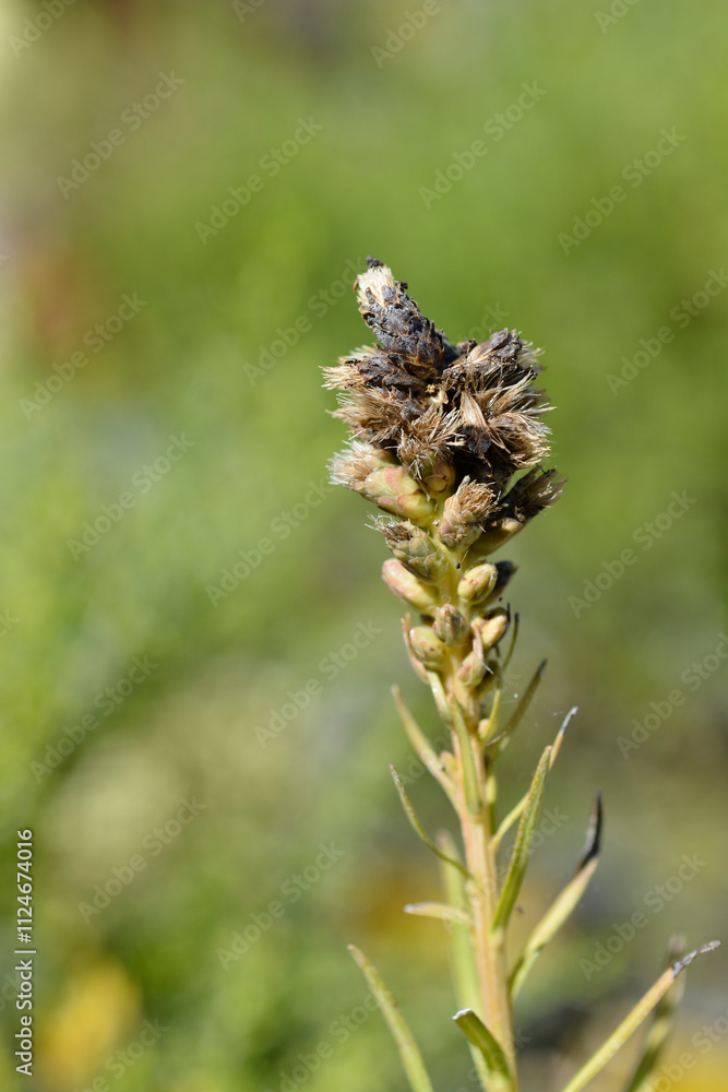 Prairie gay feather seed head Prairie gay feather seed head