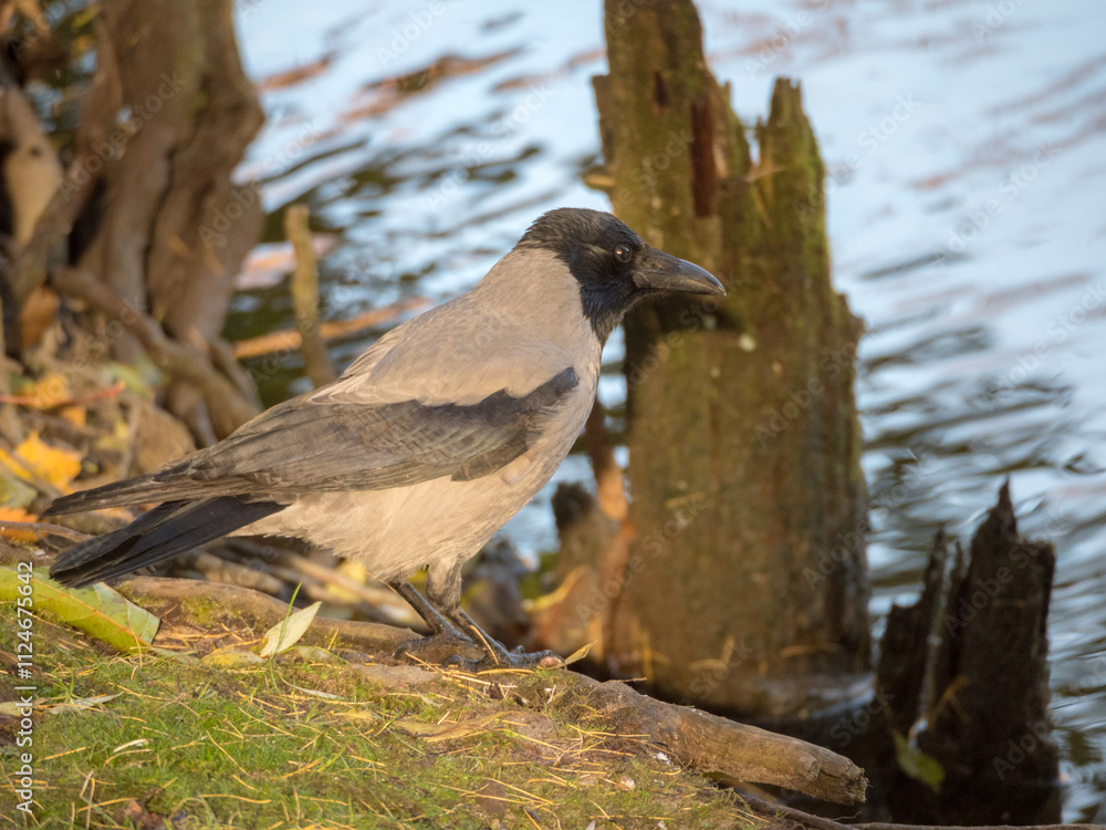 Obraz premium crow on grass closeup