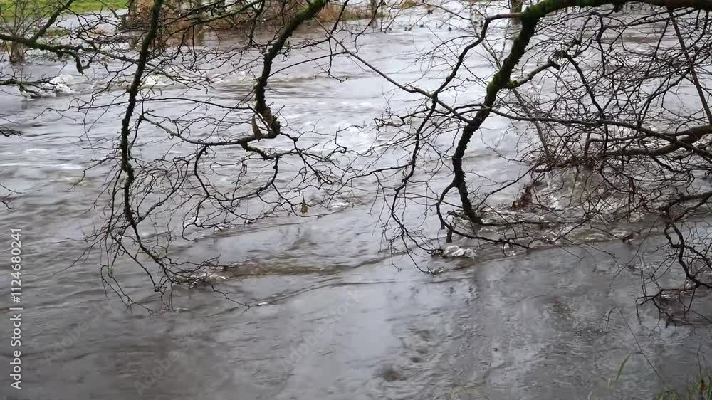 Branches from a tree dragging in the water of a fast flowing swollen river after a storm.
Branches from a tree dragging in the water of a fast flowing swollen river after a storm.