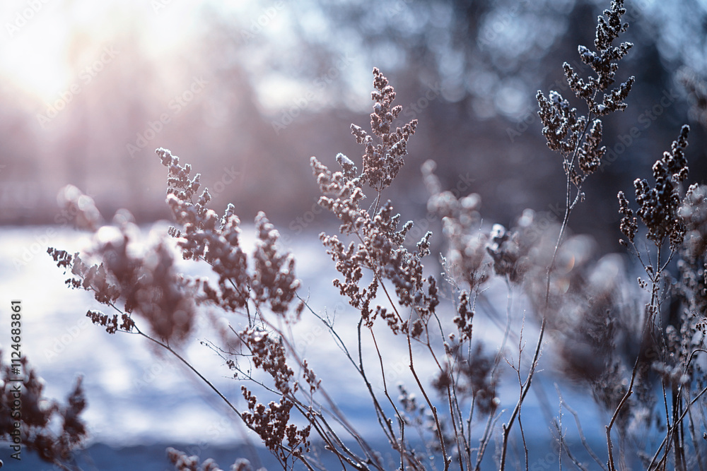 Winter atmospheric landscape with frost-covered dry plants during snowfall. Winter Christmas background