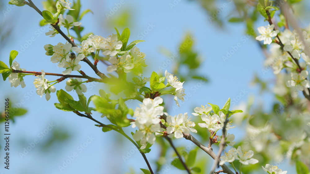 Spring garden. Cherry blossoms, trees swaying in the wind. Nature in springtime. Slow motion. Spring garden. Cherry blossoms, trees swaying in the wind. Nature in springtime. Slow motion.
