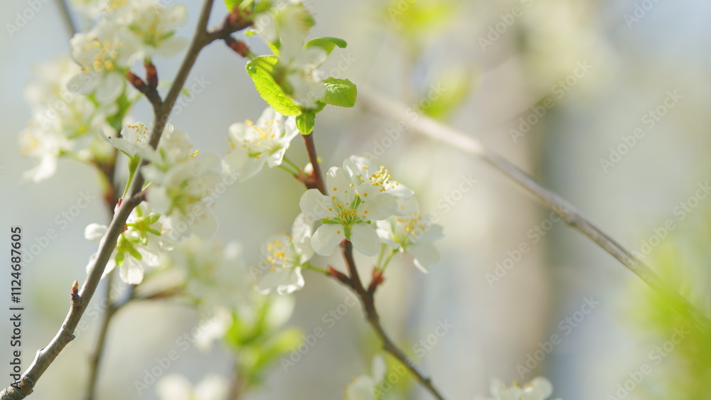 Spring blossom background. Beautiful spring flowers. White cherry flowers. Slow motion. Spring blossom background. Beautiful spring flowers. White cherry flowers. Slow motion.