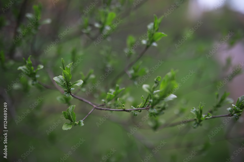 Summer landscape, lush green vegetation and nature. Summer landscape, lush green vegetation and nature.