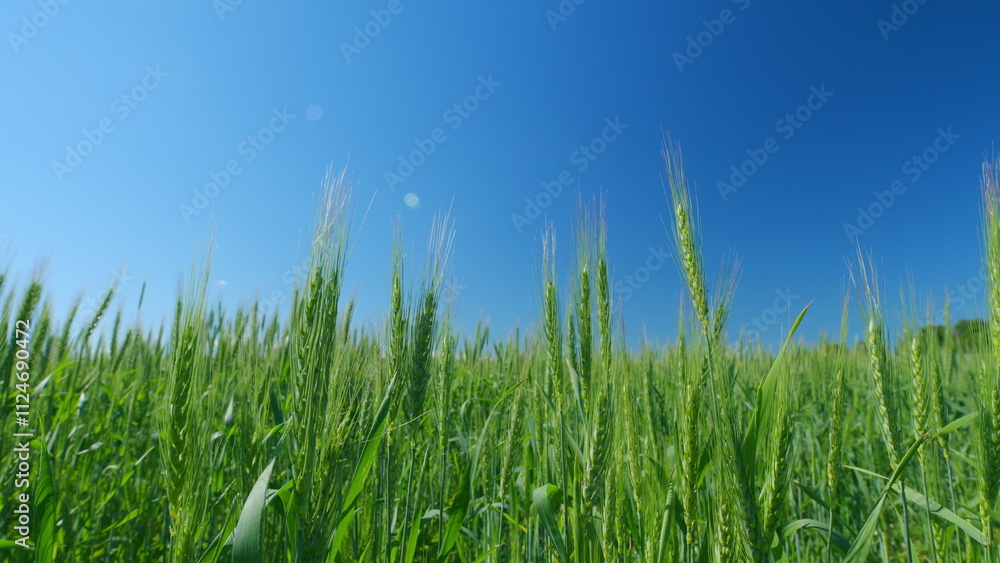 Unripe grain farm field. Low anlgle view. Beautiful blue sky. Green ripe ears of wheat in rays of sun sway in wind. Unripe grain farm field. Low anlgle view. Beautiful blue sky. Green ripe ears of wheat in rays of sun sway in wind.