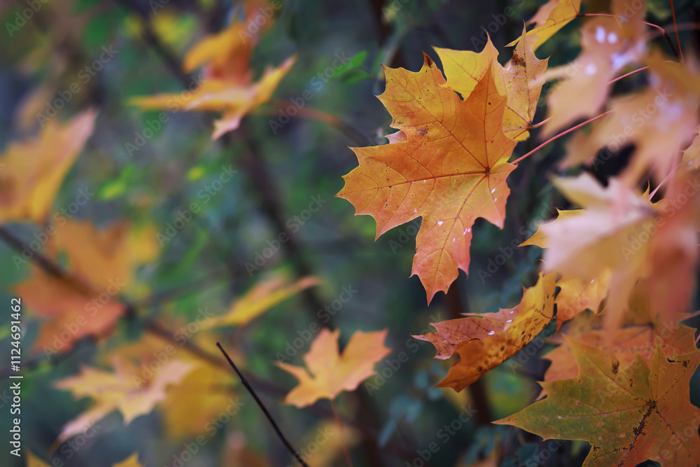 Fototapeta premium Beautiful autumn park. Russian North. Autumn trees and leaves. Autumn Landscape.Park in Autumn. Forest in Autumn.