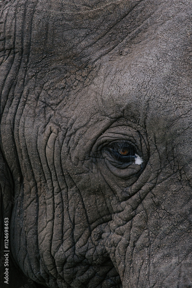 Sick elephant, eye close-up, inflammatory disease conjunctivitis, foam from the eyes. Texture of gray animal skin with large folds. Wild animal, wildlife. South Africa, safari Kruger National Park Sick elephant, eye close-up, inflammatory disease conjunctivitis, foam from the eyes. Texture of gray animal skin with large folds. Wild animal, wildlife. South Africa, safari Kruger National Park